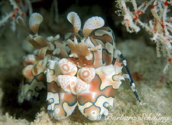 Harlequin Shrimp under tiny piece of coral. Taken with a ... by Barbara Schilling 